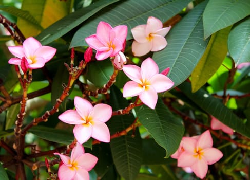 beautiful pink flowers in the garden