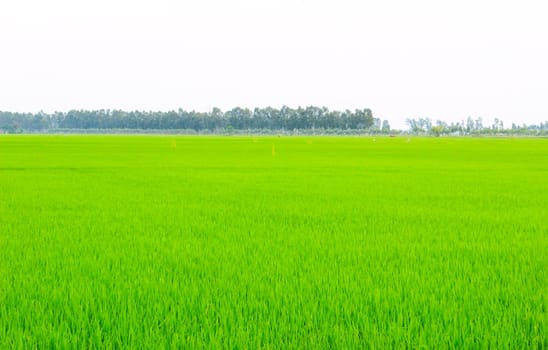 Green field under blue sky