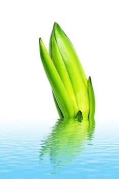 dragon fruit bud