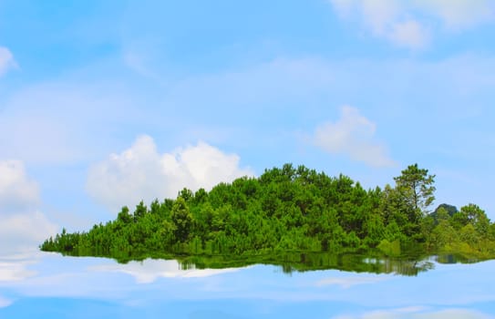 pine forest