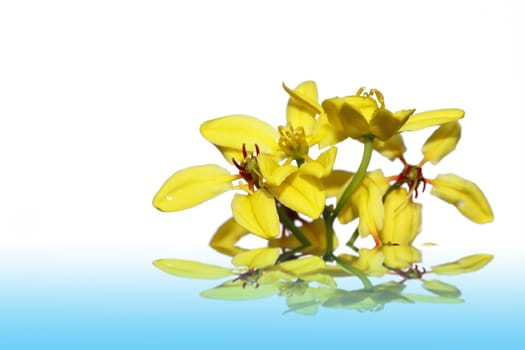 Spring yellow of the white background