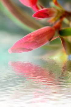 beautiful pink flowers in the garden