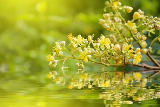Yellow flower