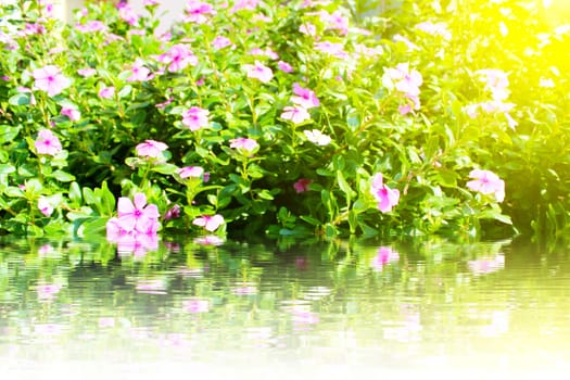 beautiful pink flowers in the garden