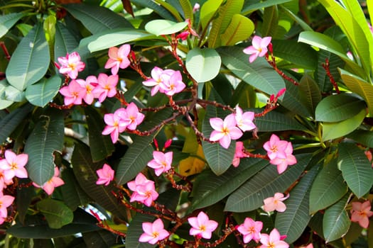 beautiful pink flowers in the garden