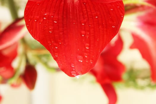 red lily close up