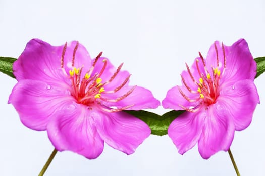 Pink  flower