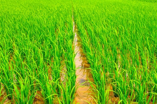 paddy rice in field