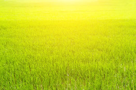 paddy rice in field