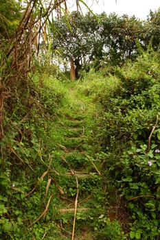 A pathway of overgrown jungle steps cut into a hillside