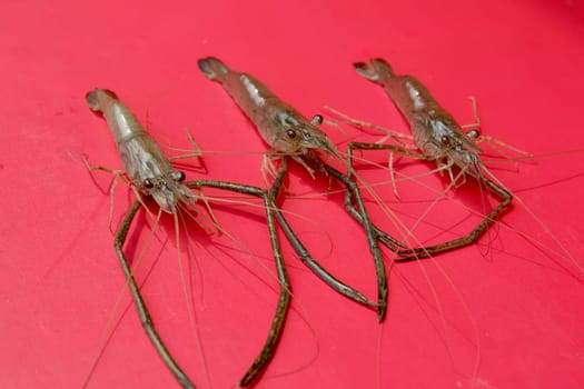 Fresh Shrimp