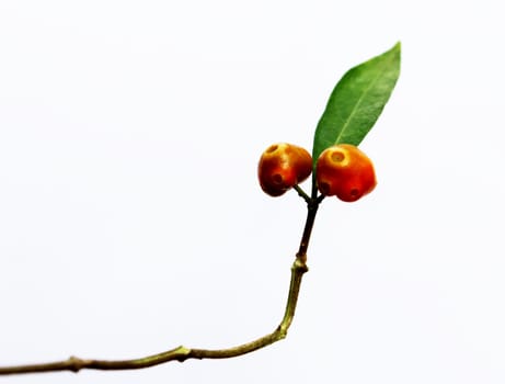 leaf and fruit