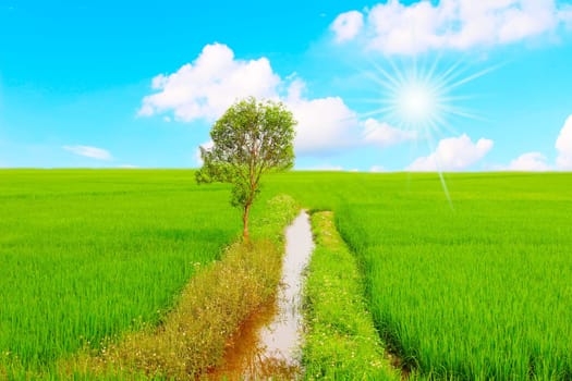 Green field under blue sky