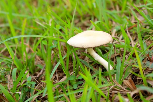 mushroom in nature