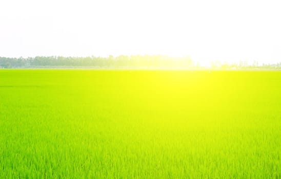 Green field under blue sky