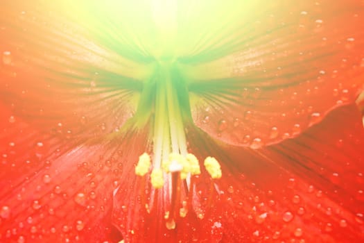 beautiful red lily