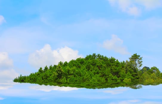 pine forest