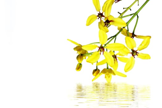 Yellow flowers background