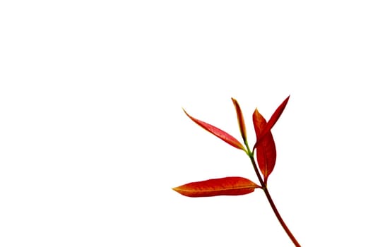 red leaves in autumn