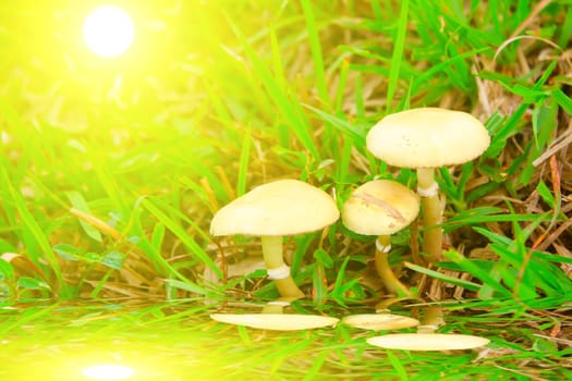 toadstool mushroom in nature