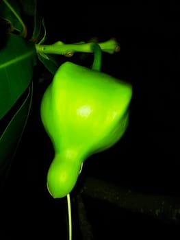green fruit on a black background