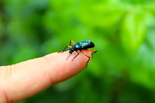 blue beetle you on finger