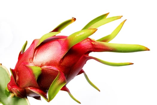 dragon fruit on a tree