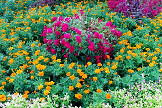 flower garden background