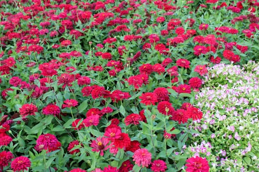 mix of sedum flower in gardan