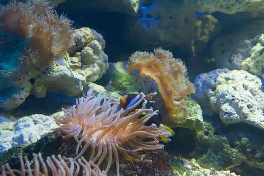 coral and ocean