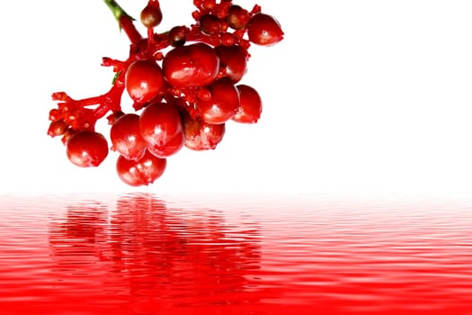 red berries of viburnum isolated on white
