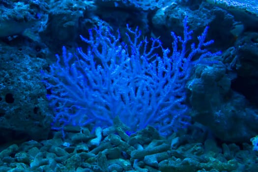coral and ocean