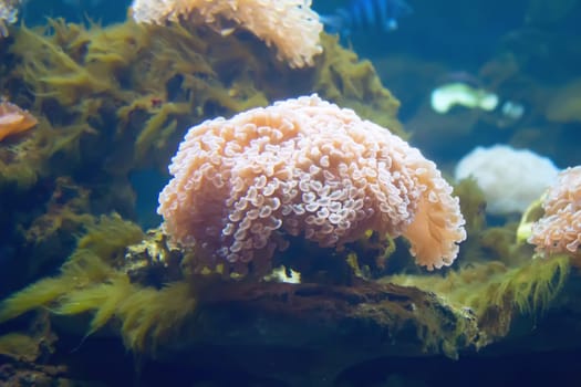 coral and ocean