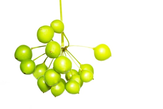 green fruit bunch