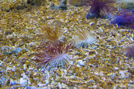 coral and ocean