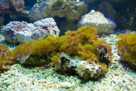 coral and ocean