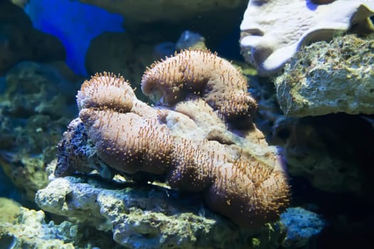 coral and ocean