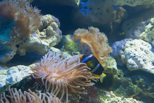 coral and ocean