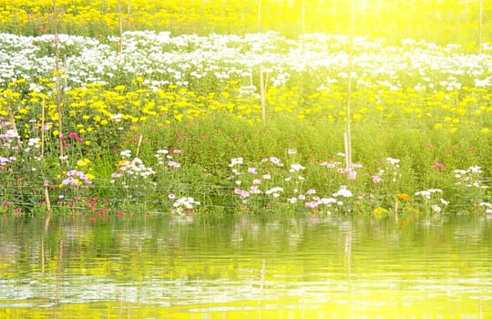 colorful spring flowers
