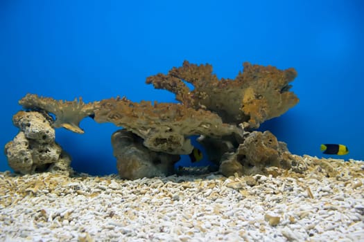 coral and ocean
