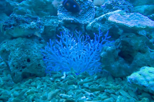 coral and ocean