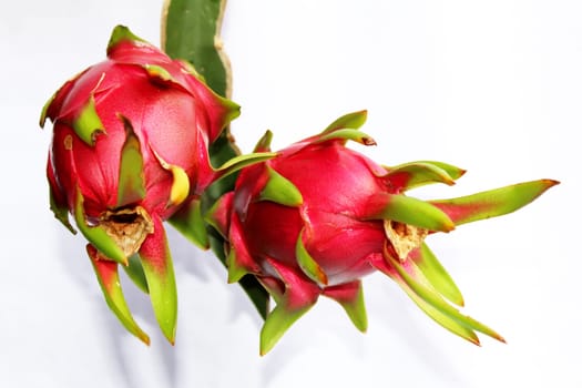 Dragon fruit