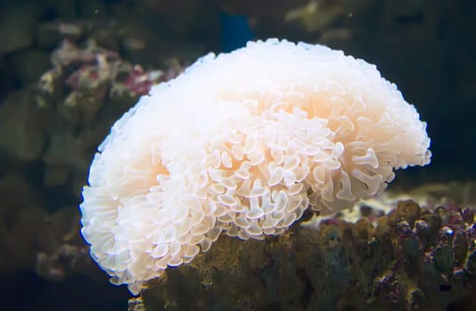 coral and ocean