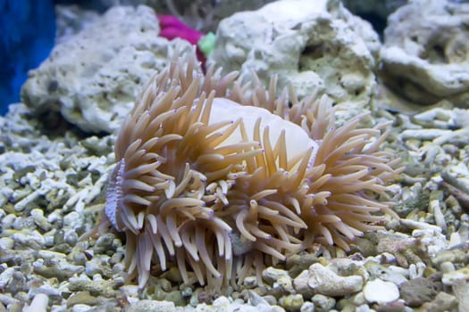 coral and ocean