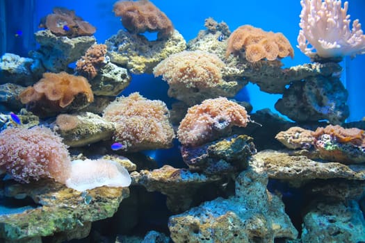 coral and ocean