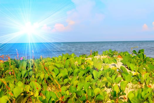 beach of china