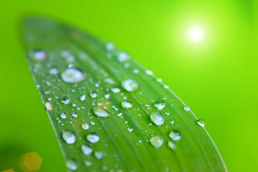 dew drops on leaves
