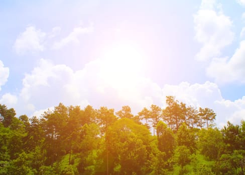 pine forest