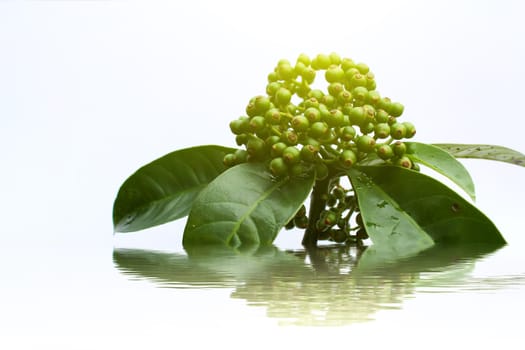 fresh green fruit isolated on a white background