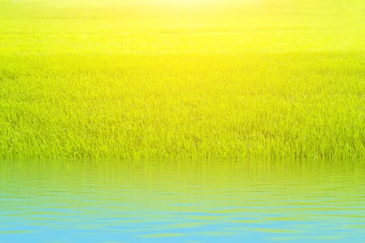 paddy rice in field